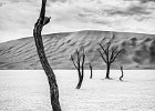 Snake Tree - Richard Hall (Open).jpg : Dead Trees, Deadvlei, Namibia